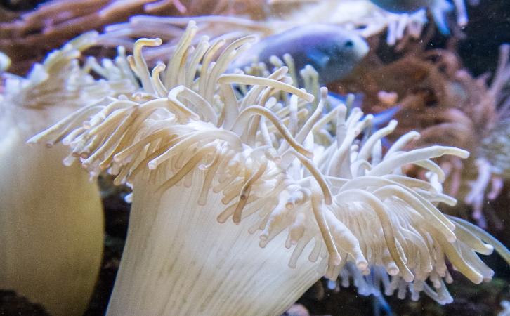 (Photo: Georgia Aquarium / Mother Nature Network)